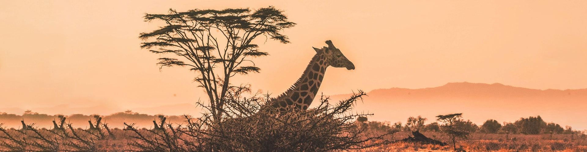 5 amazing African adventures  I SimCorner