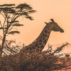 5 amazing African adventures